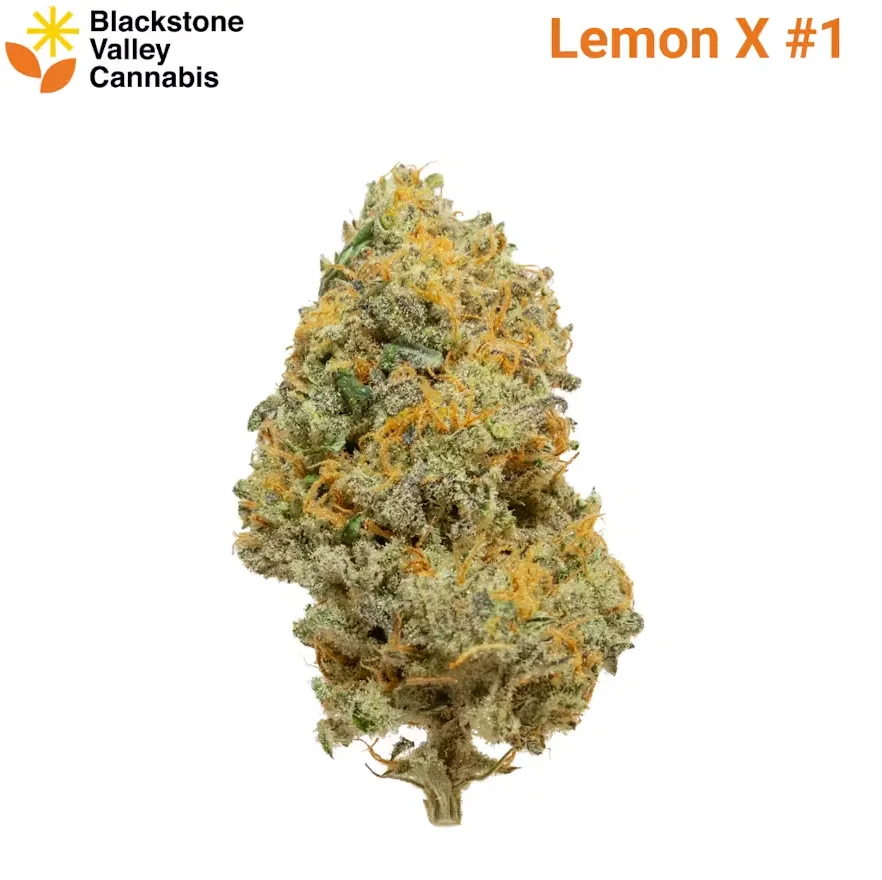 Single frosty green bud with orange hairs under the Blackstone Valley Cannabis logo and the label Lemon X #1.