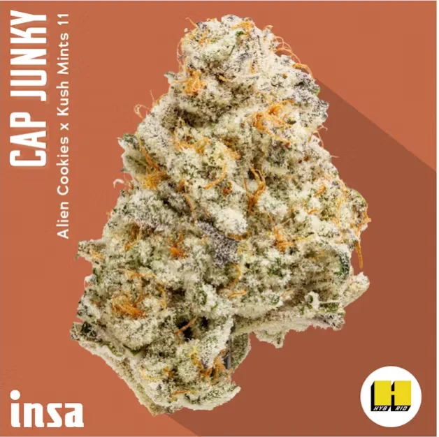 Frosty cannabis bud with orange hairs on a rust-colored background labeled Cap Junky, Alien Cookies x Kush Mints 11, with the INSA logo.